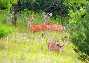 Three Bucks in the woods