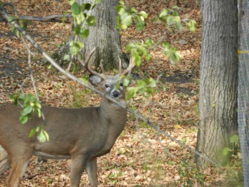Whimsical Whitetails Buck